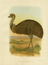 Emu, 1891